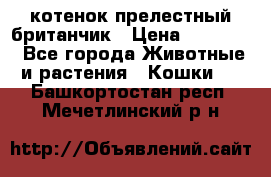 котенок прелестный британчик › Цена ­ 12 000 - Все города Животные и растения » Кошки   . Башкортостан респ.,Мечетлинский р-н